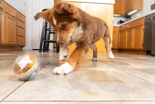 Pet Zone IQ Treat Ball - Adjustable Dog Treat Dog Ball & Treat Dispensing - The Gadget Collective
